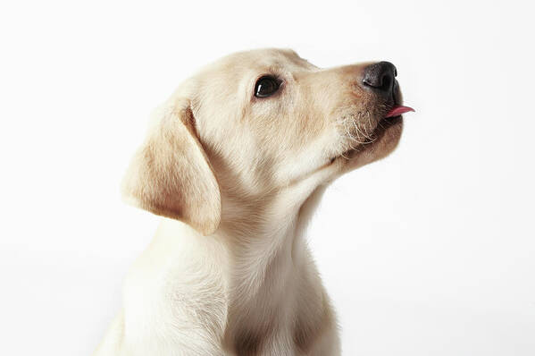 White Background Poster featuring the photograph Blond Labrador Puppy Sticking Out Tongue by Uwe Krejci
