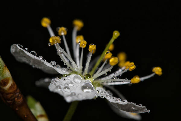 Nature Poster featuring the photograph Blossom With Drops by Anne Ponsen