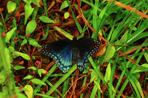 Blue Butterfly Of Shenandoah Poster featuring the photograph Blue Butterfly of Shenandoah by Raymond Salani III