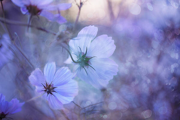 Blue Poster featuring the photograph Blue Cosmos by Magda Bognar