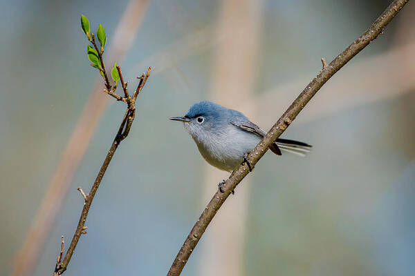 Blue-gray Gnatcatcher Poster featuring the photograph Blue-gray Gnatcatcher by Jian Xu