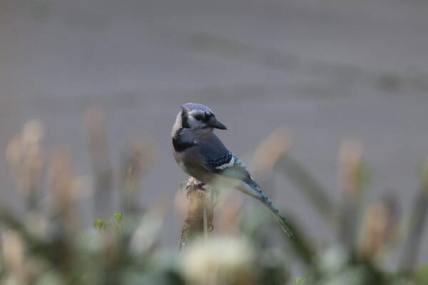 Jay Poster featuring the photograph Blue Jay 7002 by John Moyer