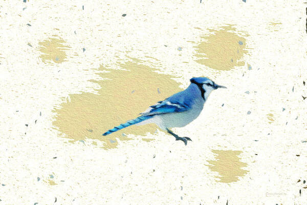 Blue Jay Poster featuring the photograph Blue Jay and Paint Splashes by Diane Lindon Coy