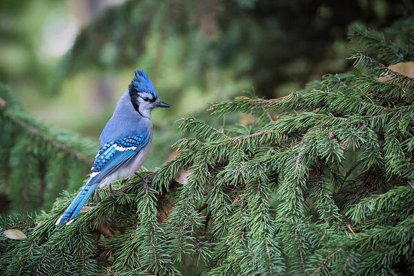 Jay Poster featuring the photograph Blue Jay in the Evergreens by Bill Cubitt