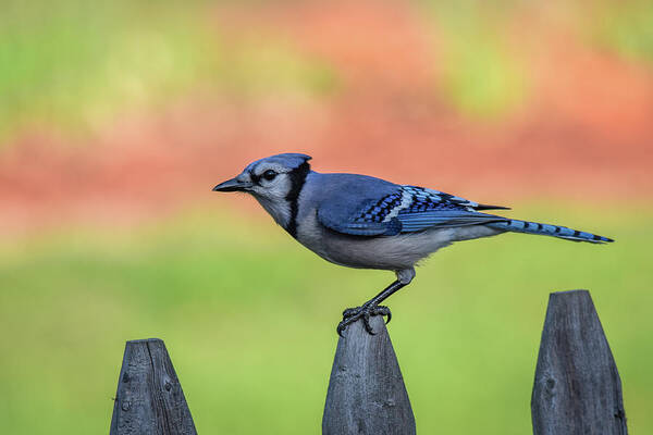 Blue Jay Poster featuring the photograph Blue Jay by Michelle Wittensoldner