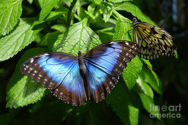 Blue Morpho Poster featuring the photograph Blue Morpho Butterfly by Catherine Sherman