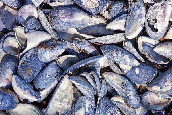 Scenics Poster featuring the photograph Blue Mussel Shells On The Atlantic Coast by Robert George Young