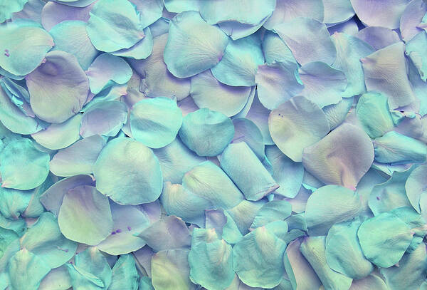 Cute Poster featuring the photograph Blue rose petals by Top Wallpapers