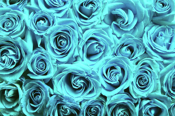 Cute Poster featuring the photograph Blue roses by Top Wallpapers