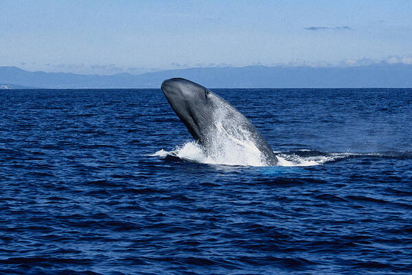 Blue Whale Poster featuring the photograph Blue Whale, Balaenoptera Musculus by Gerard Soury