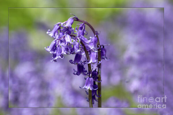 Bluebells Poster featuring the photograph Bluebells by Lynn Bolt