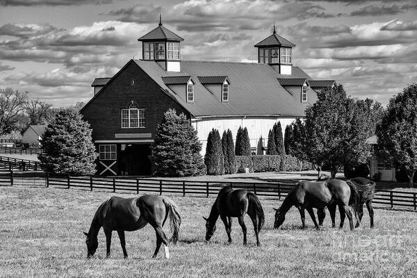 Lexington Poster featuring the photograph Bluegrass Horse Farm 2 by Bob Phillips