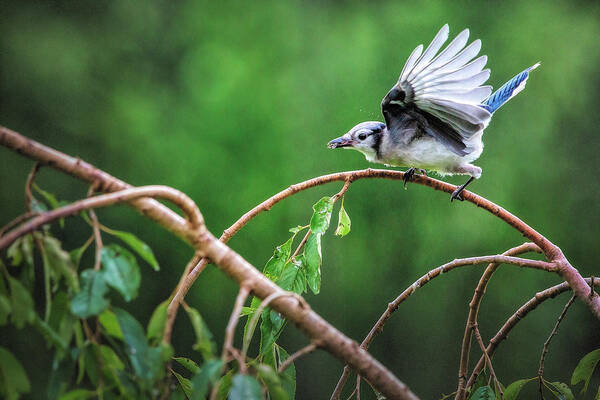 Bluejay Poster featuring the photograph Bluejay dinner by Deborah Penland