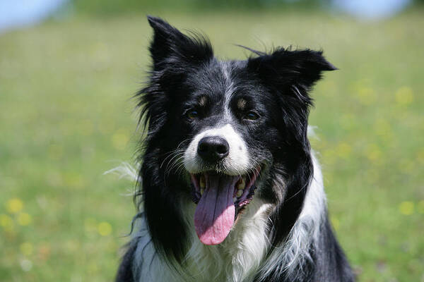 Animals Poster featuring the photograph Border Collie 70 by Bob Langrish
