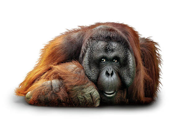 Bornean Poster featuring the photograph Bornean Orangutan Named Michael by Good Focused