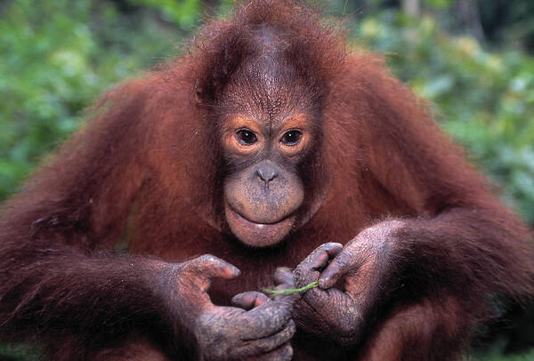 Animal Poster featuring the photograph Bornean Orangutan Pongo Pygmaeus by Nhpa