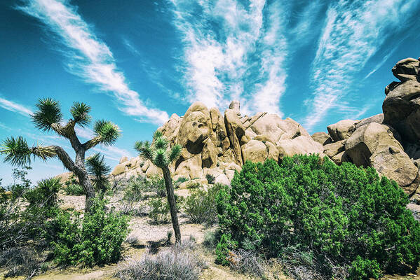 Bounty Of Nature Joshua Tree Poster featuring the photograph Bounty Of Nature Joshua Tree by Joseph S Giacalone