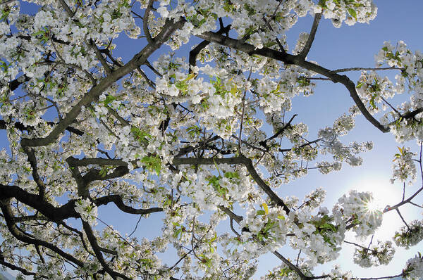 Clear Sky Poster featuring the photograph Branches Of A Cherry Tree With Blossom by Martin Ruegner