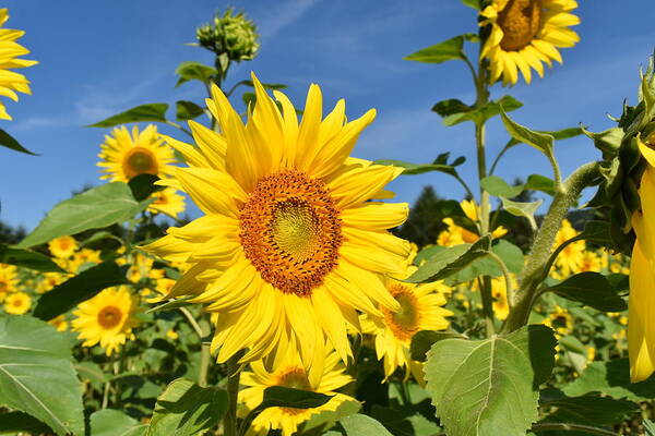 Sunflower Poster featuring the photograph Bright Sunflower by Rose Guinther