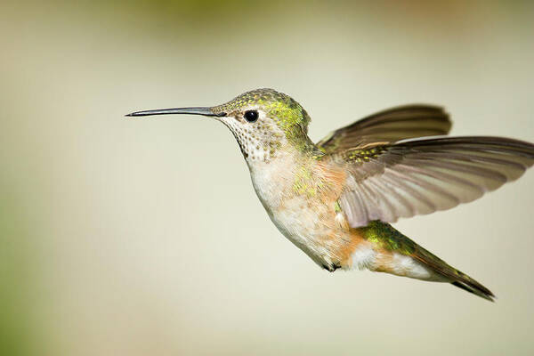 Animal Themes Poster featuring the photograph Broad tailed hummingbird by Jon Eichelberger