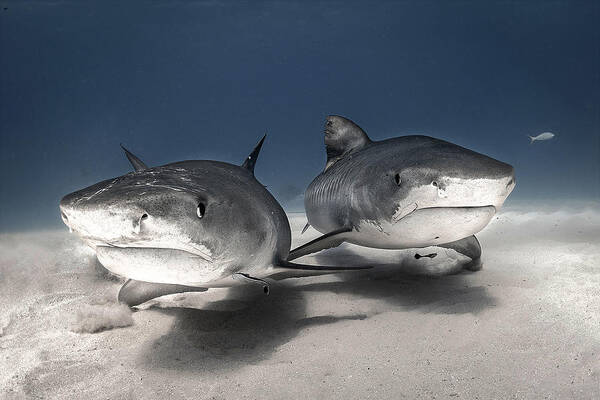 Underwater Poster featuring the photograph Brotherhood  (tiger Sharks In Wild Ocean ) by Jennifer Lu