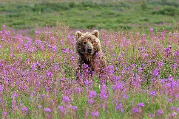 Bear Poster featuring the photograph Brown Bear Sow in Fireweed by Tony Hake