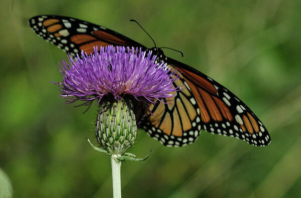 Thistle Flower Poster featuring the photograph Brsp8921cr by Gordon Semmens