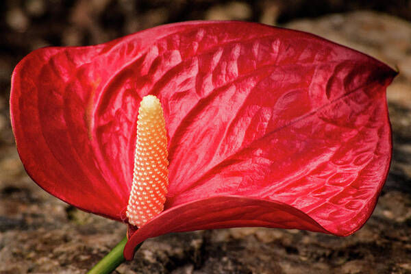 Flower Poster featuring the photograph BSG Anthurium by Don Johnson
