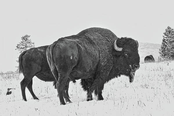 Buffalo Poster featuring the photograph Buffalo in the Snow by Kevin Schwalbe