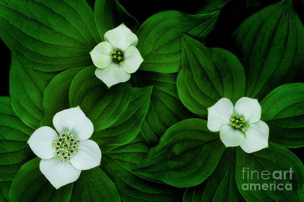 Bunchberry Poster featuring the photograph Bunchberry Trio FL9254 by Mark Graf