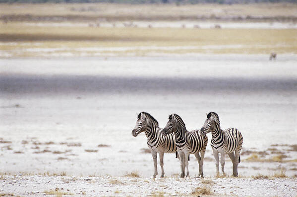 Plains Zebra Poster featuring the photograph Burchells Zebra Equus Burchelli by Roine Magnusson