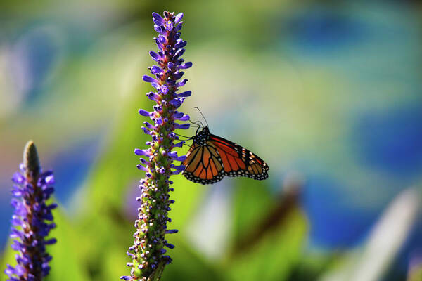 Colorful Poster featuring the photograph Butterfly and Flower by Scott Burd