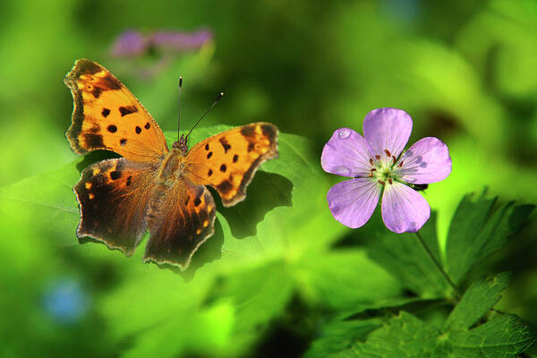 Butterfly Poster featuring the photograph Butterfly Garden by Christina Rollo