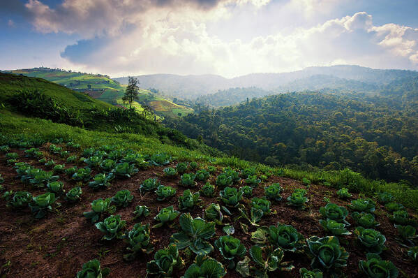 Scenics Poster featuring the photograph Cabbage Farm by Www.tonnaja.com