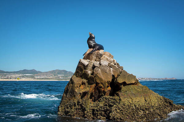 Cabo Poster featuring the photograph Cabo Seal by Bill Cubitt