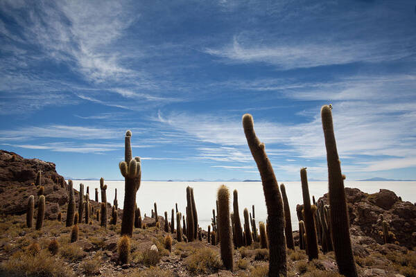 Mineral Poster featuring the photograph Cacti On The Salar De Uyuni Bolivia by Seppfriedhuber