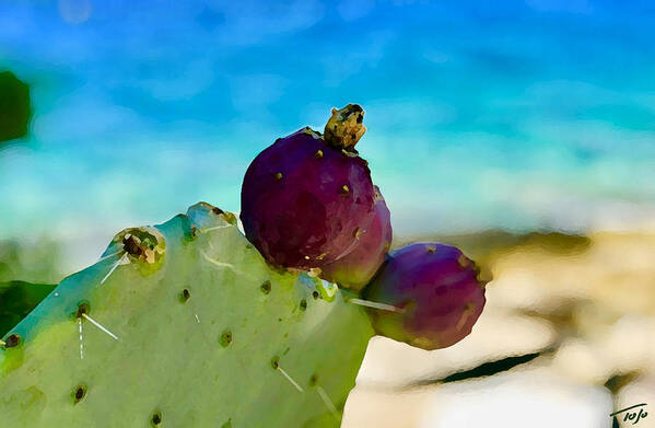 Cactus Fruit Poster featuring the photograph Cactus Fruit by Tom Johnson