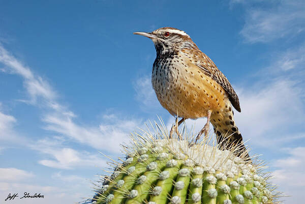 Adult Poster featuring the photograph Cactus Wren on a Saguaro Cactus by Jeff Goulden