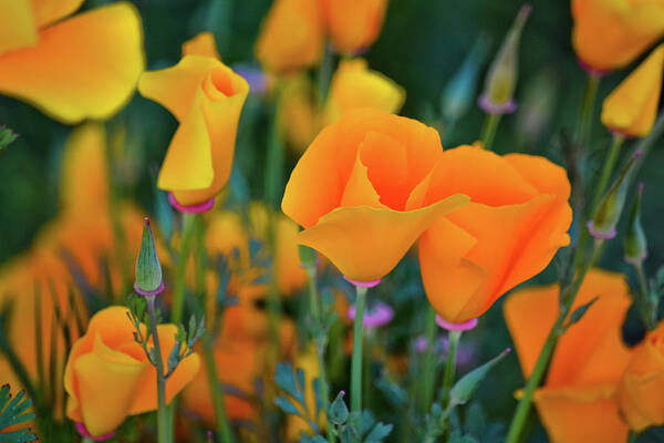 Poppy Poster featuring the photograph California Poppies Lake Elsinore by Kyle Hanson