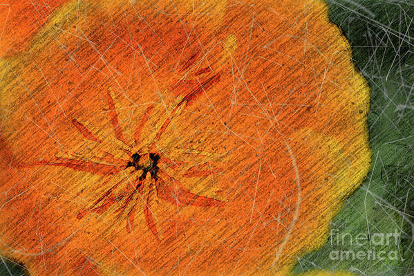 California Poster featuring the photograph California Poppy Grunge by Roslyn Wilkins