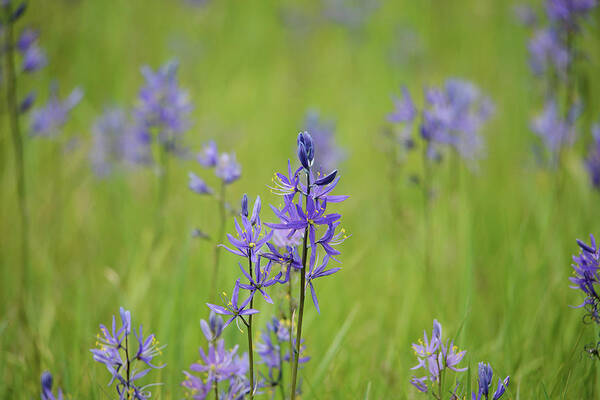 Camas Poster featuring the photograph Camas Blue by Whispering Peaks Photography