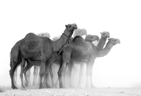 Sasan Poster featuring the photograph Camels by Sasan Rashtipuor