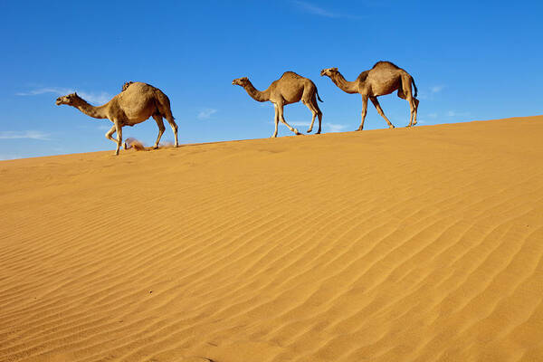 Sand Dune Poster featuring the photograph Camels Walking On Sand Dunes by Saudi Desert Photos By Tariq-m