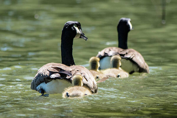 Goslings Poster featuring the photograph Canada Goose Family Swim by Mary Ann Artz