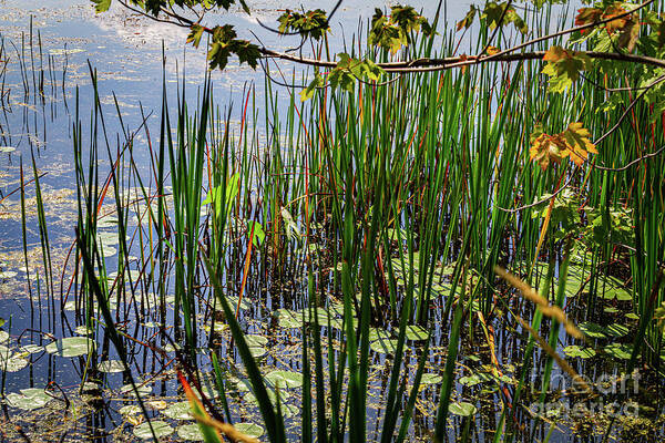 Canandaigua Lake Poster featuring the photograph Canandaigua Lake Marsh Reeds by William Norton