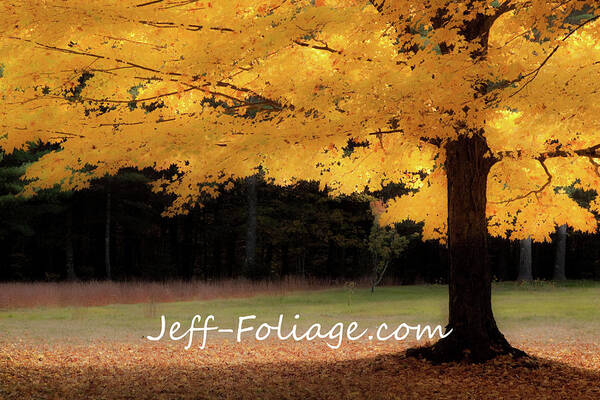 Autumn Fall Colors Poster featuring the photograph Canopy of Gold fall Colors by Jeff Folger