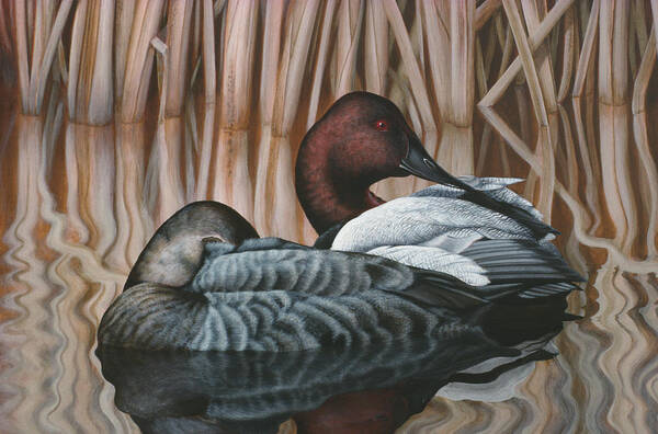 Duck Poster featuring the painting Canvas Backs by Rusty Frentner