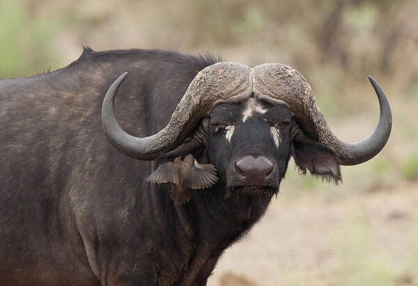 Horned Poster featuring the photograph Cape Buffalo by Annick Vanderschelden Photography