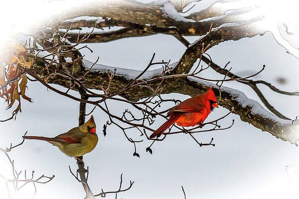 Cardinal Poster featuring the painting Cardinals in Winter by David Wagenblatt