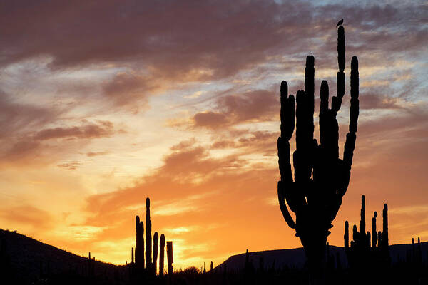 Estock Poster featuring the digital art Cardon Cactus, Baja California, Mexico by Natalino Russo